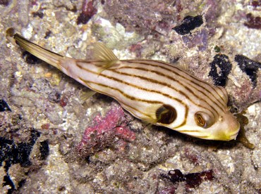 Striped Puffer - Arothron manilensis - Palau