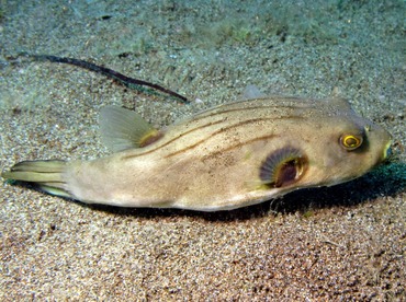 Striped Puffer - Arothron manilensis - Dumaguete, Philippines