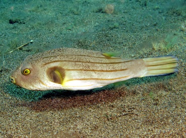 Striped Puffer - Arothron manilensis - Dumaguete, Philippines