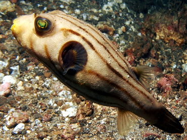 Striped Puffer - Arothron manilensis - Lembeh Strait, Indonesia