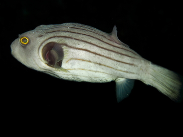 Striped Puffer - Arothron manilensis - Bali, Indonesia