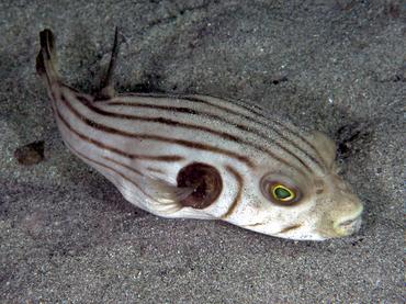 Striped Puffer - Arothron manilensis - Komodo, Indonesia