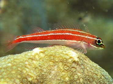 Striped Triplefin - Helcogramma striata - Dumaguete, Philippines