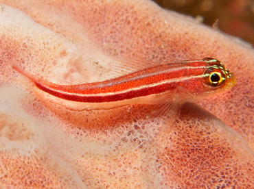 Striped Triplefin - Helcogramma striata - Bali, Indonesia