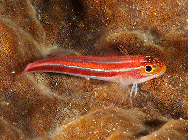 Striped Triplefin - Helcogramma striata - Wakatobi, Indonesia