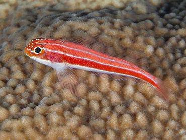 Striped Triplefin - Helcogramma striata - Komodo, Indonesia