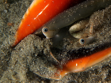 Florida Fighting Conch - Strombus alatus - Blue Heron Bridge, Florida