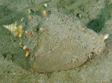 Florida Fighting Conch - Strombus alatus - Blue Heron Bridge, Florida