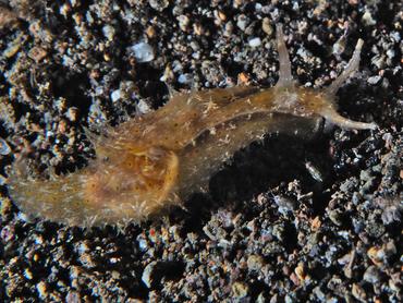 Lined Sea hare - Stylocheilus striatus - Lombok, Indonesia