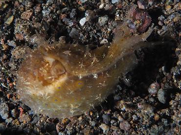 Lined Sea hare - Stylocheilus striatus - Lombok, Indonesia