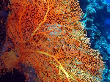 Giant Sea Fan - Annella mollis - Palau