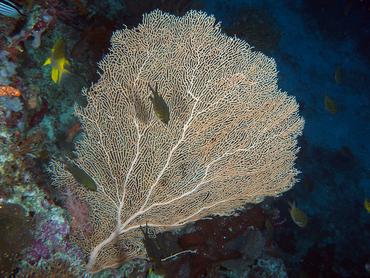 Giant Sea Fan - Annella mollis - Komodo, Indonesia