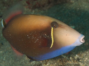 Flagtail Triggerfish - Sufflamen chrysopterum - Anilao, Philippines