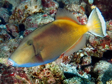 Flagtail Triggerfish - Sufflamen chrysopterum - Palau