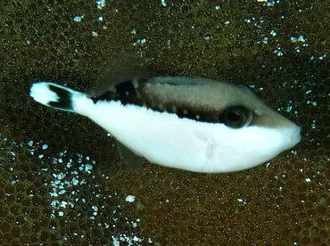 Flagtail Triggerfish - Sufflamen chrysopterum - Wakatobi, Indonesia