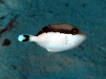 Flagtail Triggerfish - Sufflamen chrysopterum - Wakatobi, Indonesia