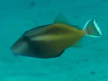 Flagtail Triggerfish - Sufflamen chrysopterum - Wakatobi, Indonesia