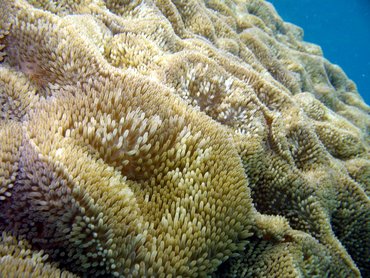 Sun Anemone - Stichodactyla helianthus - St John, USVI