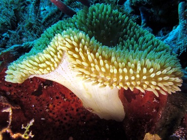 Sun Anemone - Stichodactyla helianthus - Cozumel, Mexico