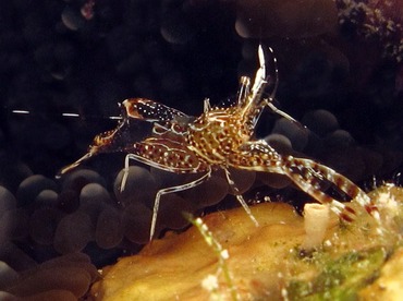 Sun Anemone Shrimp - Periclimenes rathbunae - Bonaire