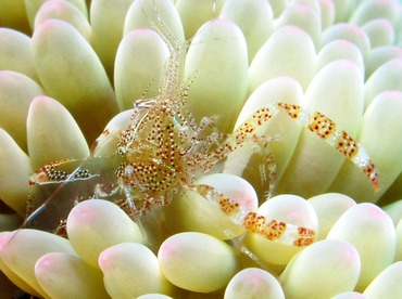 Sun Anemone Shrimp - Periclimenes rathbunae - Cozumel, Mexico