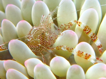 Sun Anemone Shrimp - Periclimenes rathbunae - Cozumel, Mexico