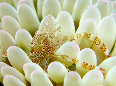 Sun Anemone Shrimp - Periclimenes rathbunae - Cozumel, Mexico