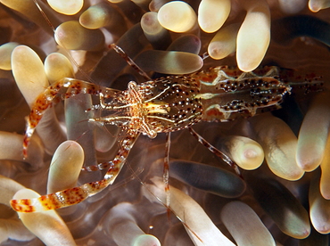 Sun Anemone Shrimp - Periclimenes rathbunae - Cozumel, Mexico