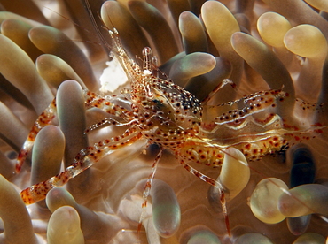 Sun Anemone Shrimp - Periclimenes rathbunae - Cozumel, Mexico