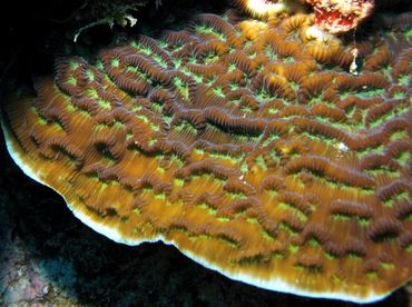 Sunray Lettuce Coral - Helioceris cucullata - Grand Cayman