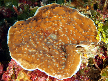 Sunray Lettuce Coral - Helioceris cucullata - Cozumel, Mexico