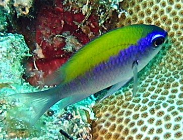 Sunshinefish - Chromis insolata - Nassau, Bahamas
