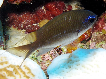 Sunshinefish - Chromis insolata - Grand Cayman