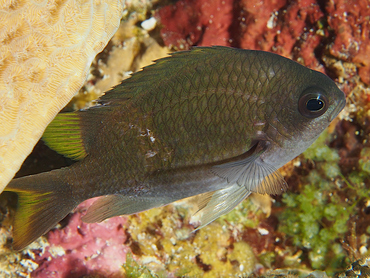 Sunshinefish - Chromis insolata - Cozumel, Mexico
