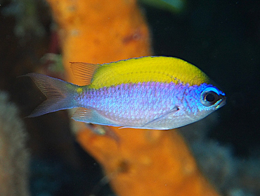 Sunshinefish - Chromis insolata - Cozumel, Mexico