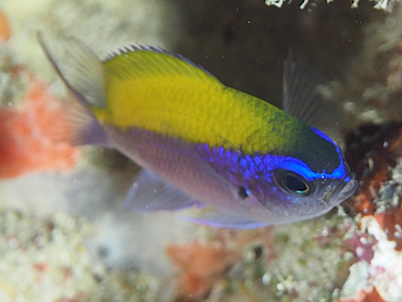 Sunshinefish - Chromis insolata - Blue Heron Bridge, Florida