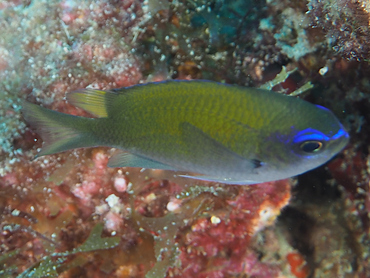 Sunshinefish - Chromis insolata - Blue Heron Bridge, Florida