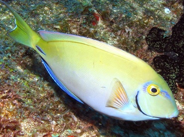 Ocean Surgeonfish - Acanthurus bahianus - Isla Mujeres, Mexico