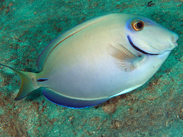 Ocean Surgeonfish - Acanthurus bahianus - Palm Beach, Florida