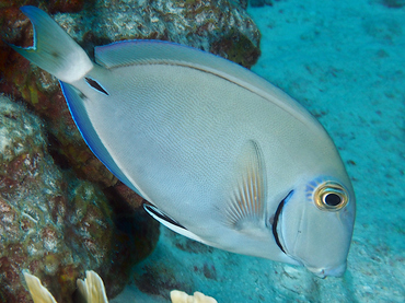 Ocean Surgeonfish - Acanthurus bahianus - Bonaire