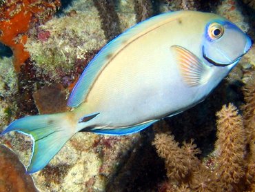 Ocean Surgeonfish - Acanthurus bahianus - Bonaire