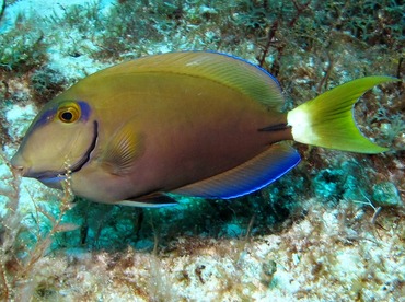 Ocean Surgeonfish - Acanthurus bahianus - Cozumel, Mexico