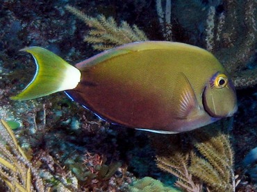 Ocean Surgeonfish - Acanthurus bahianus - Isla Mujeres, Mexico