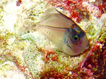 Ocean Surgeonfish - Acanthurus bahianus - Turks and Caicos