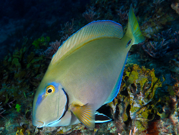 Ocean Surgeonfish - Acanthurus bahianus - Palm Beach, Florida