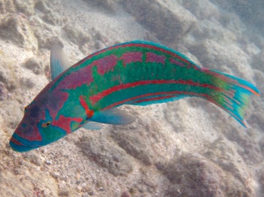 Surge Wrasse - Thalassoma purpureum - Oahu, Hawaii