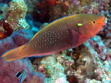 Swarthy Parrotfish - Scarus niger - Fiji