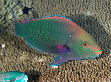 Swarthy Parrotfish - Scarus niger - Palau