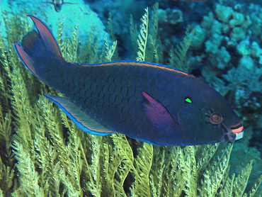 Swarthy Parrotfish - Scarus niger - Coral Sea, Australia