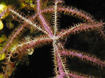 Swimming Crinoid - Analcidometra armata - Turks and Caicos
